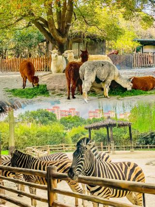 野生動物園這門票值得。