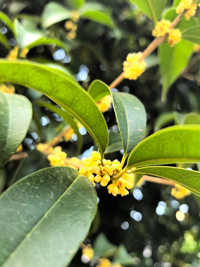 繩金塔。