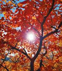 北京周邊楓葉。