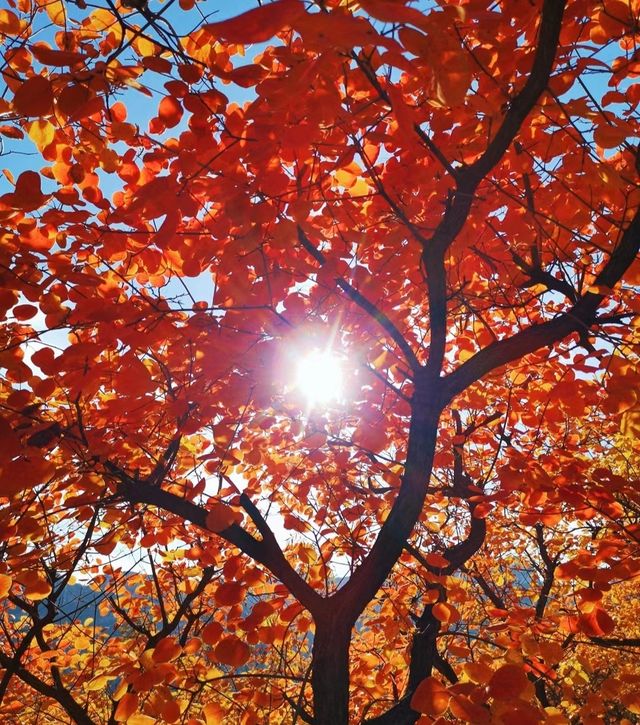 北京周邊楓葉。 北京周邊楓葉。