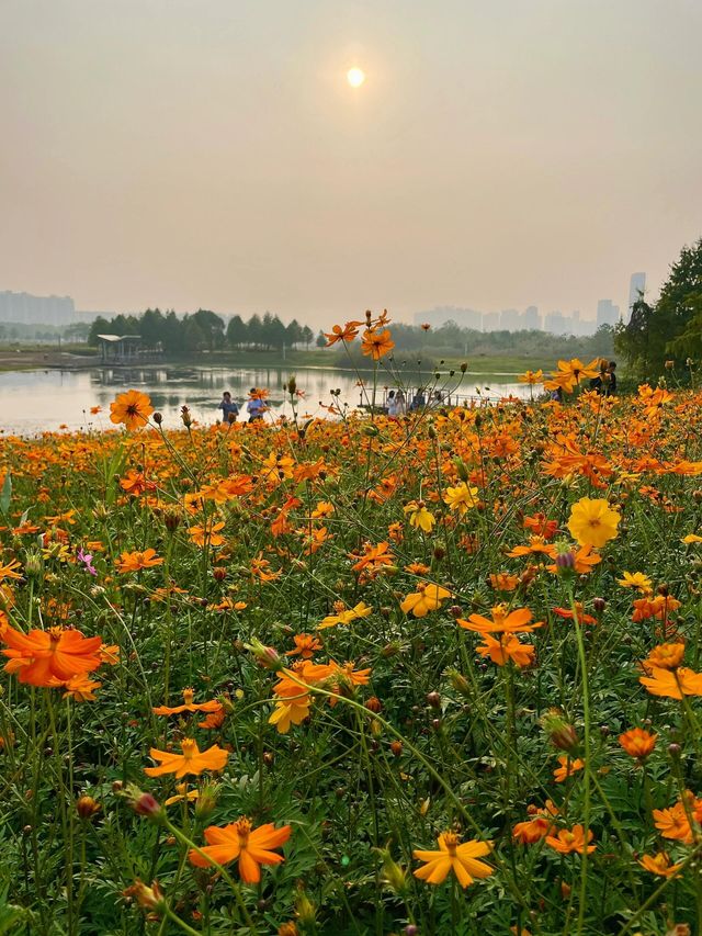 11月4日洋湖濕地公園實況！抓住波斯菊的尾巴。