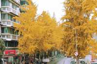 成都三個賞銀杏景點，門票免費。