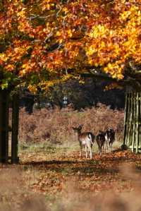 倫敦周邊遊 Bushy Park 有鹿精靈。