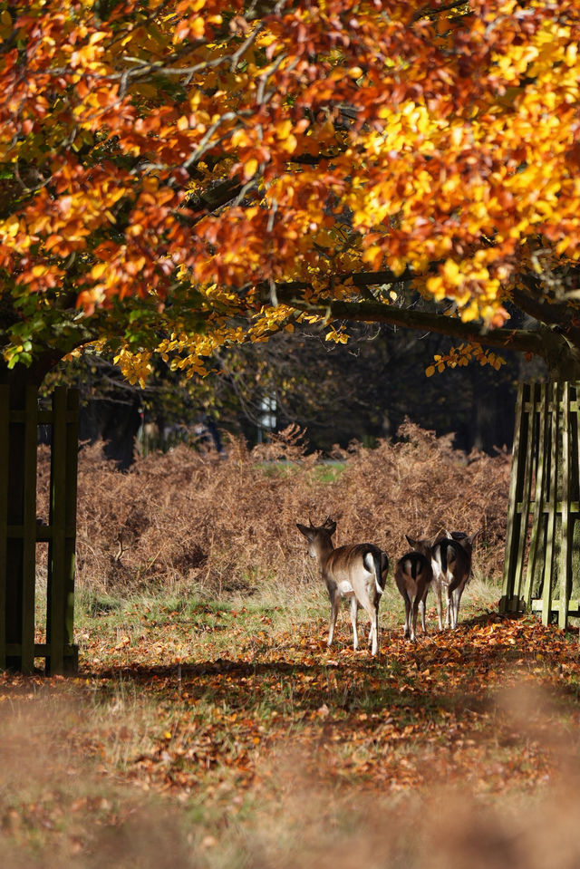 倫敦周邊遊 Bushy Park 有鹿精靈。
