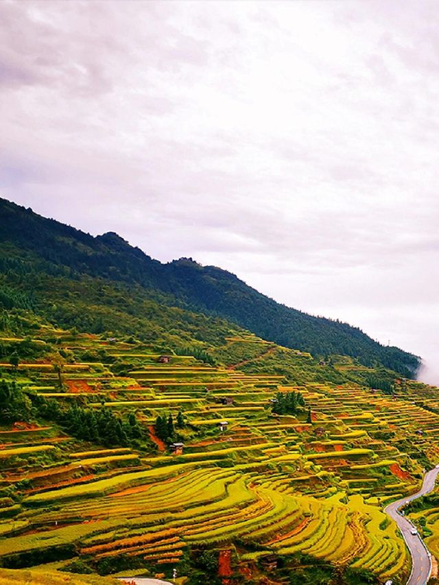 貴州加榜梯田：秋天的金色階梯奇觀|||加榜梯田的最佳旅行時間。