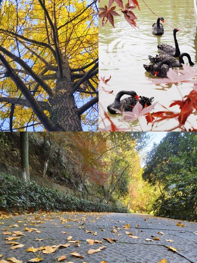 杭州免費4A公園有多牛 紅楓似火，銀杏如海