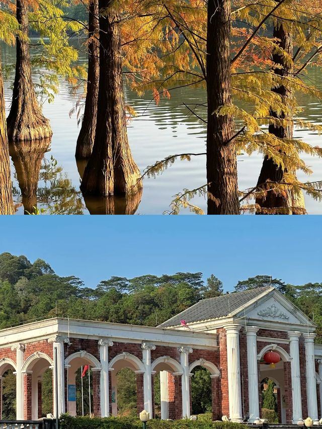 森林公園落羽松美得像莫奈油畫！！12月19日現場直播