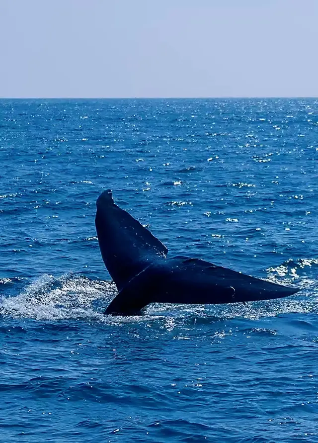 Sri Lanka Whale Watching Adventure
