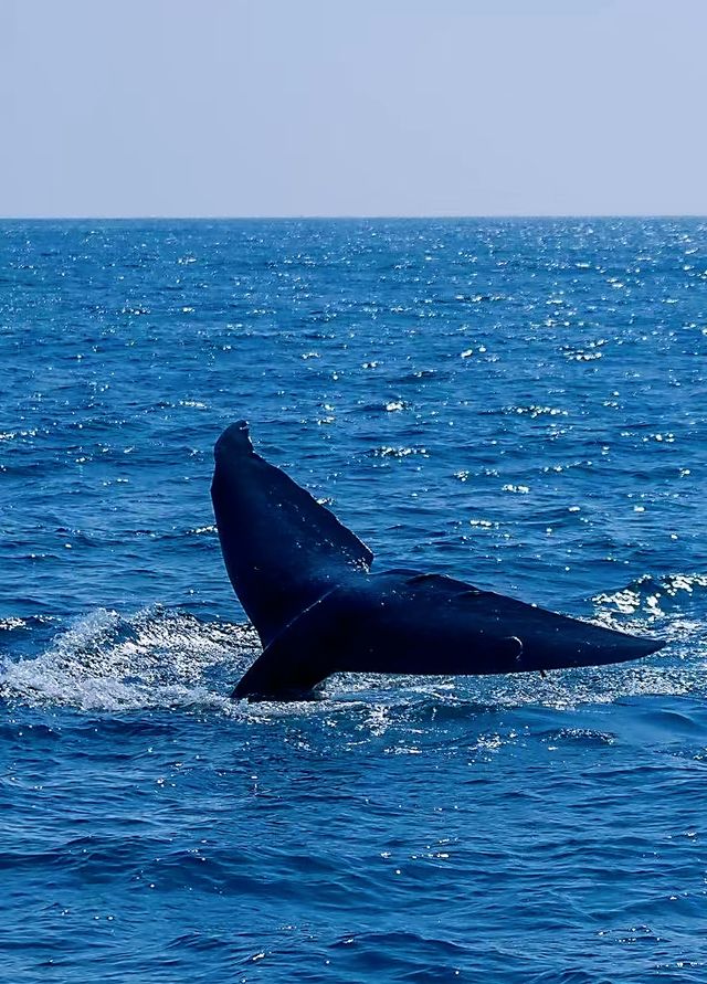 Sri Lanka Whale Watching Adventure