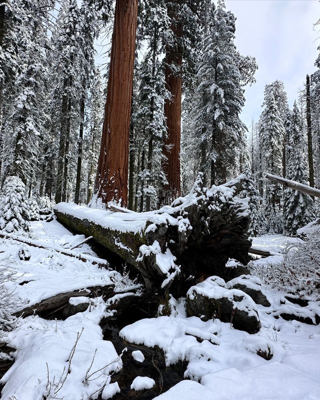 冬日的美洲杉國家公園，童話般的冰雪世界