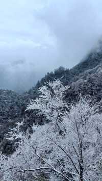 賞雪光霧山，邂逅夢幻冬景