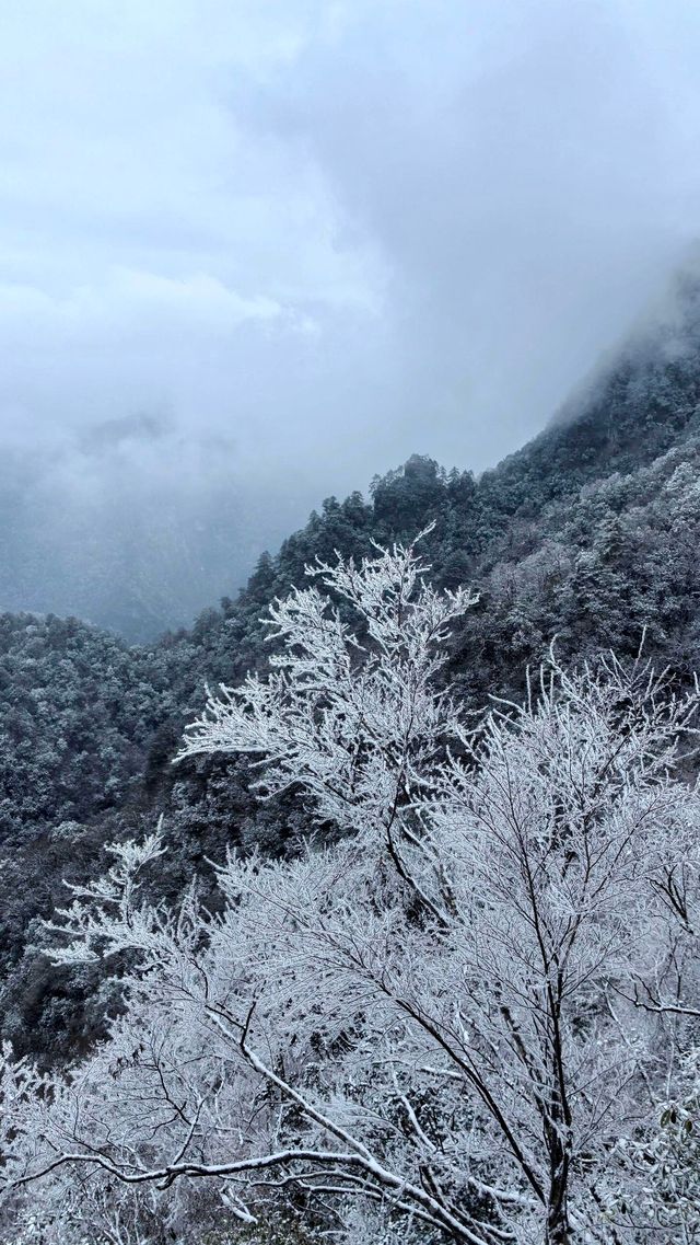 賞雪光霧山，邂逅夢幻冬景