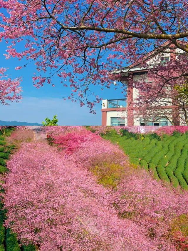 美哭《國家地理》的櫻花茶園在這裡!