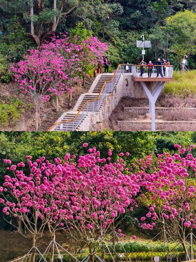 深圳坪山可以看落羽杉新開的免費公園 live