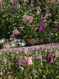 園博苑1-2月賞花攻略春節限定別錯過