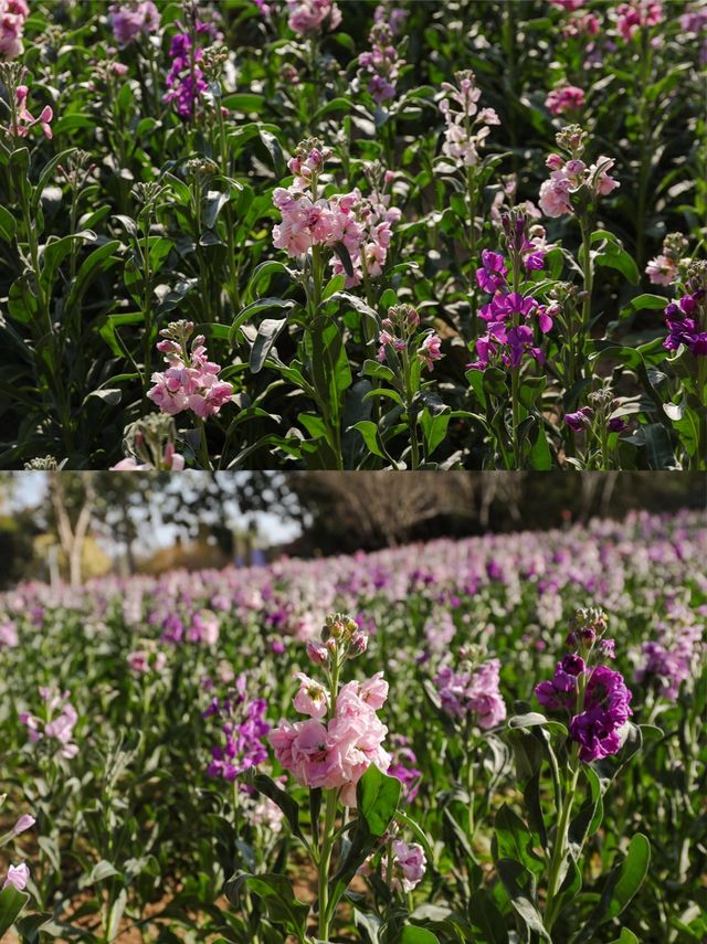 園博苑1-2月賞花攻略春節限定別錯過