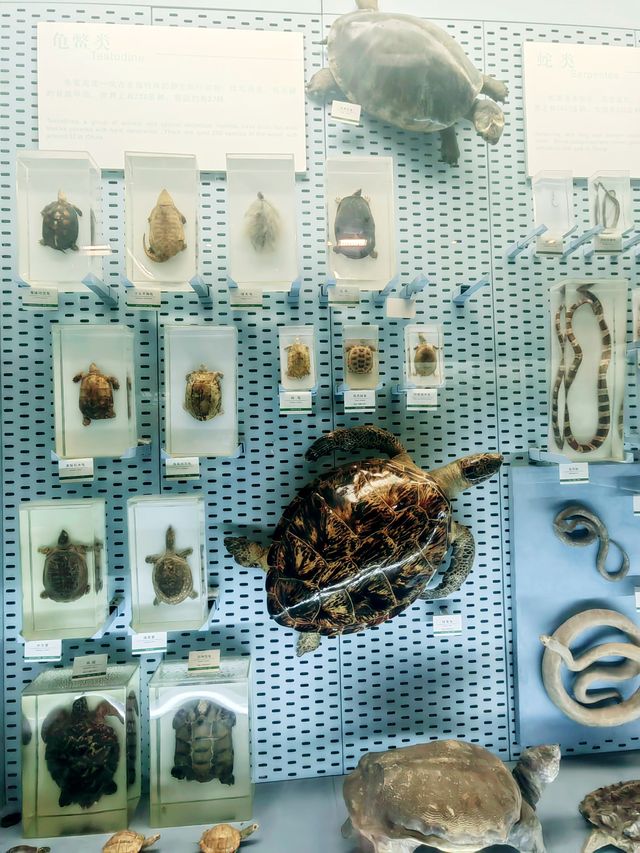 浙江自然博物館②  豐富奇異的生物世界