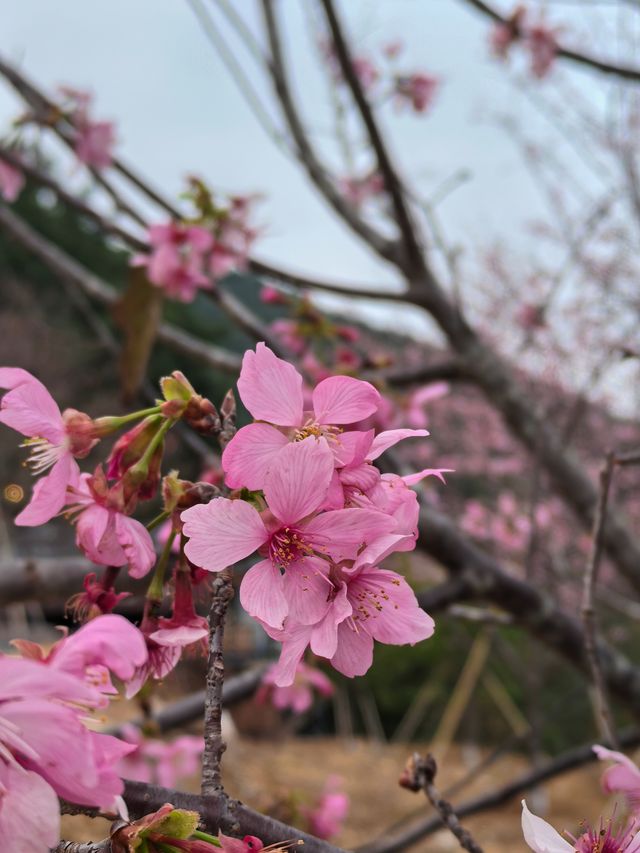 在漳州！沒想到早春新開的花兒我享受到啦！