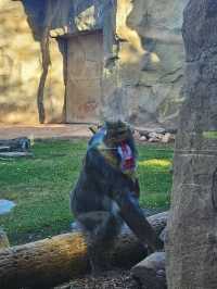 Explore the Phoenix Zoo: A Day of Adventure and Wildlife