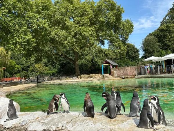 The London Zoo is surely a must visit