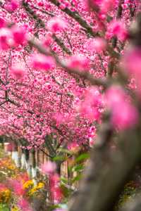成都｜今日實拍！望江樓公園的梅花已經開爆啦