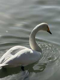 Swan River in Autumn 
