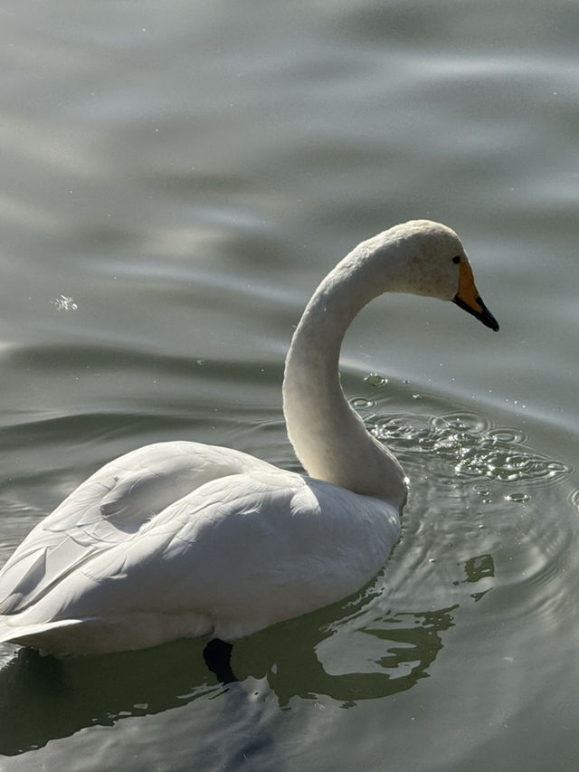 Swan River in Autumn 