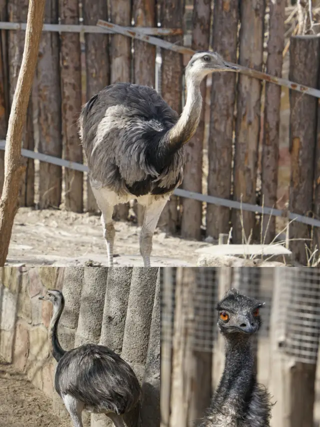 北京動物園|| 年卡回本計劃：30/100