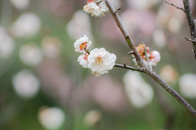 南京梅花山 | 雨水時節，暗香浮動嘅早春儀式感