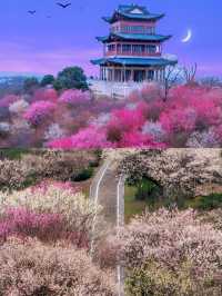 南京梅花盛放，勿錯過免費賞梅勝地