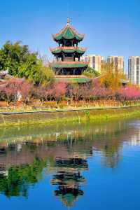 成都！地鐵直達！紅梅遇上中式建築真的封神