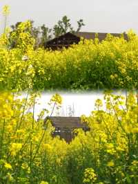 注意重慶廣陽島千畝油菜花即將盛開…