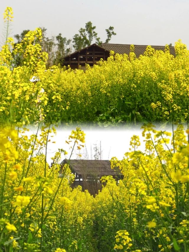 注意重慶廣陽島千畝油菜花即將盛開…