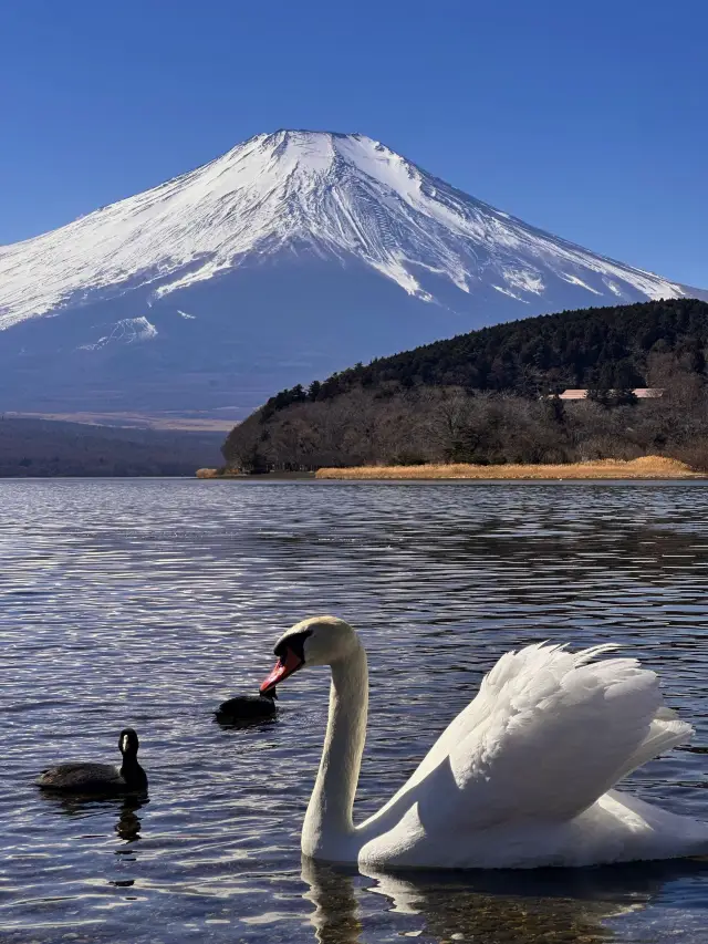 2-Day Trip to Japan: Explore with Ease for Just ¥4,000 per Person