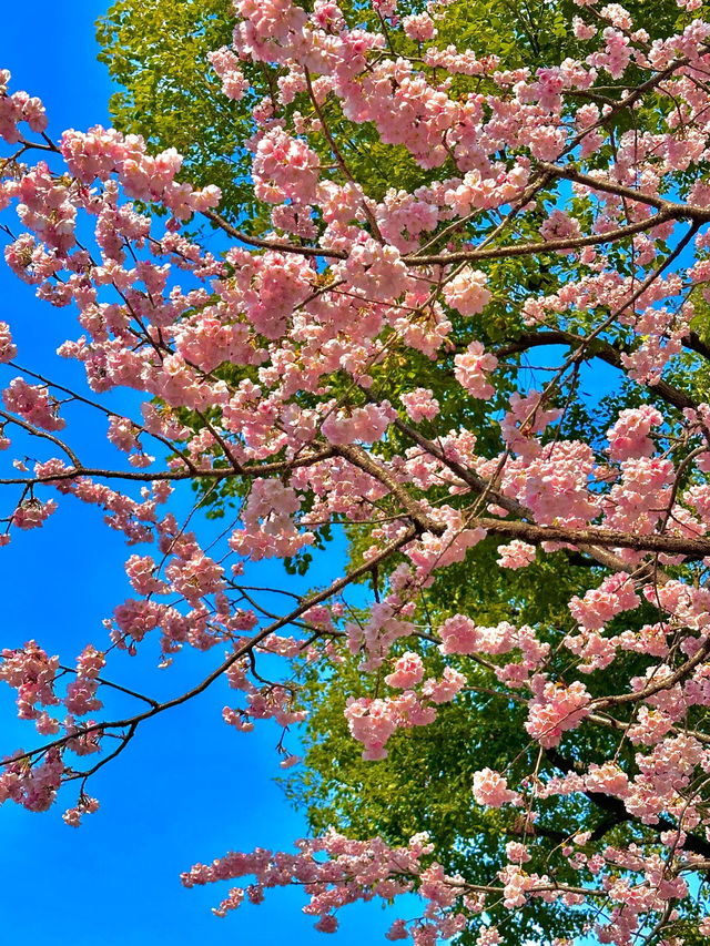 《静安雕塑公園的櫻花盛景》