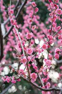 上海靜安雕塑公園梅花太頂流了