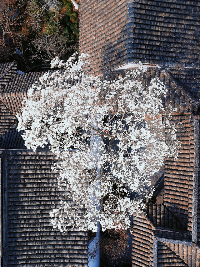 向你保證，不只是蘇州平替那麼簡單 還免費