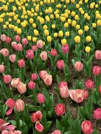 Don’t Miss Tulip Season at West Lake: It’s A Springtime Dream!