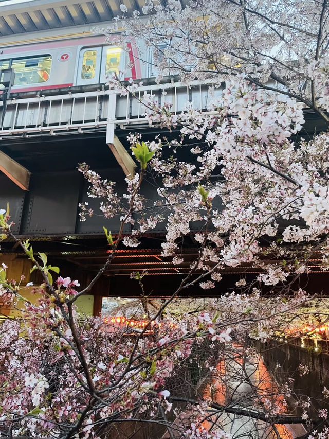 目黑川的浪漫之旅：東京的水岸風情
