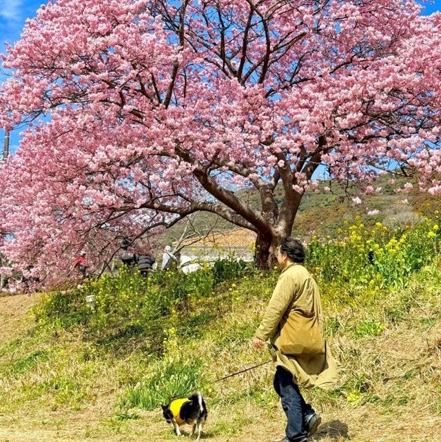 🌸札幌 | 闖入童話般嘅春日花境🌸