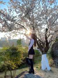 貴陽觀山湖公園——最美櫻花打卡攻略