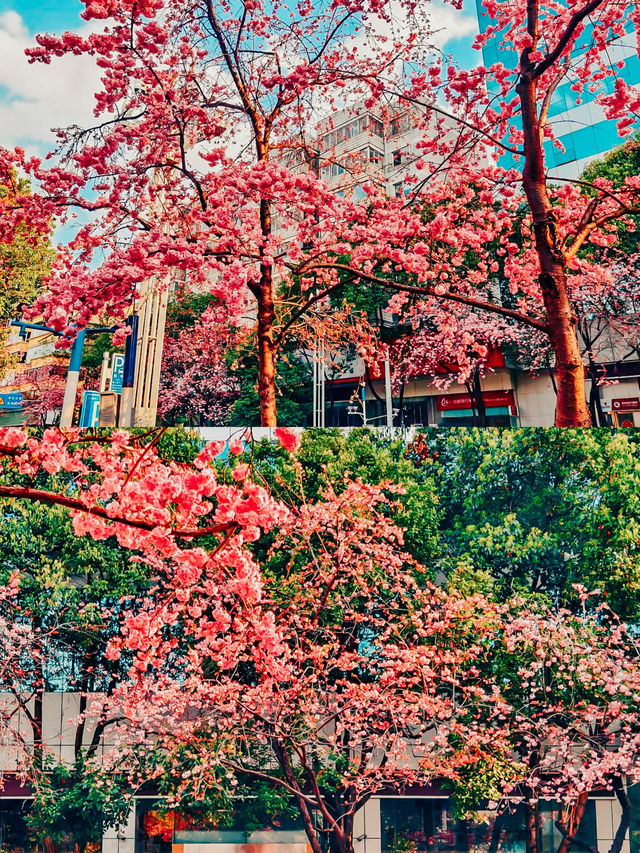 去雲南昆明花都賞櫻花