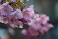 京都淀河津桜の現状を楽しむ