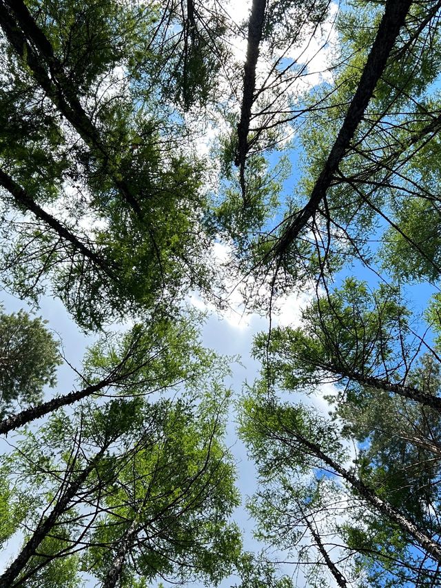 吉林市等地12日遊 玩轉全程不重樣