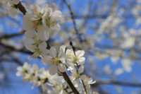奧林匹克森林公園南園