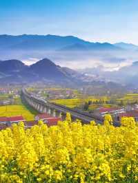 三月漢中油菜花封神！闖入了金色童話世界