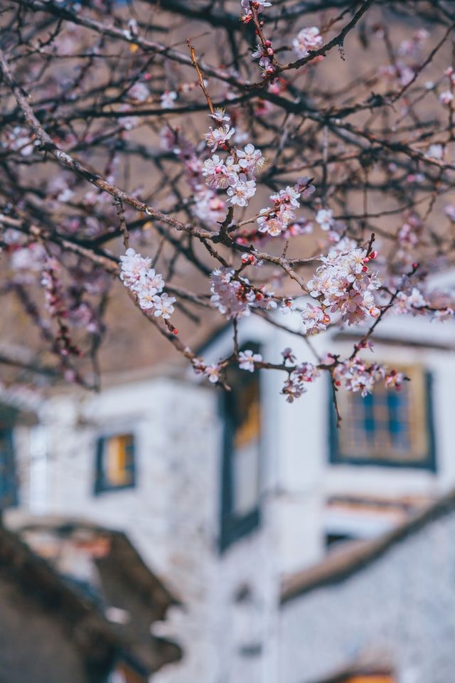 哲蚌寺，一座來了就不想走的寺廟