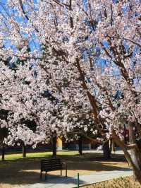 北京賞花｜中山公園這棵山桃花也太美了吧