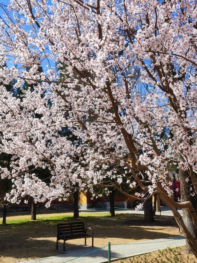 北京賞花｜中山公園這棵山桃花也太美了吧