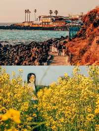 清明節去西歸浦賞油菜花 | 韓國濟州島